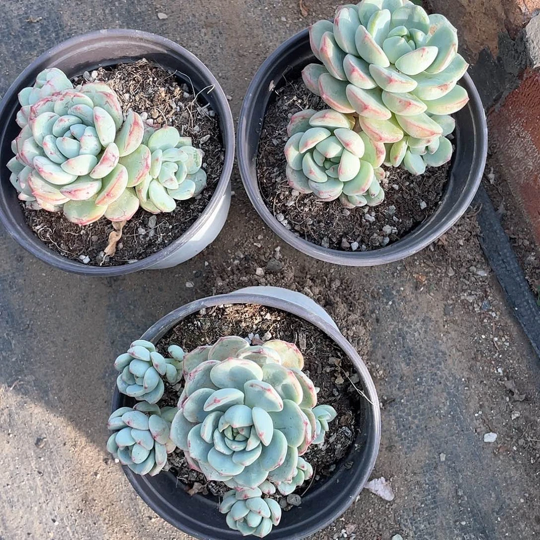 香草比斯小群福利带盆发货