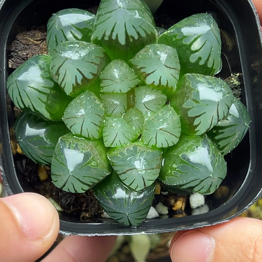 57巨大化水晶灯玉露一物一拍