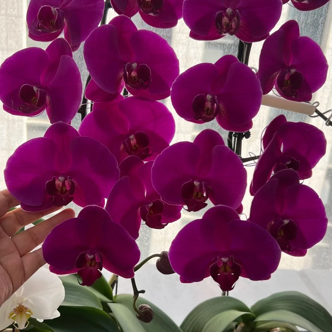 《蝴蝶兰大辣椒》3.5寸杯苗子发货大花型