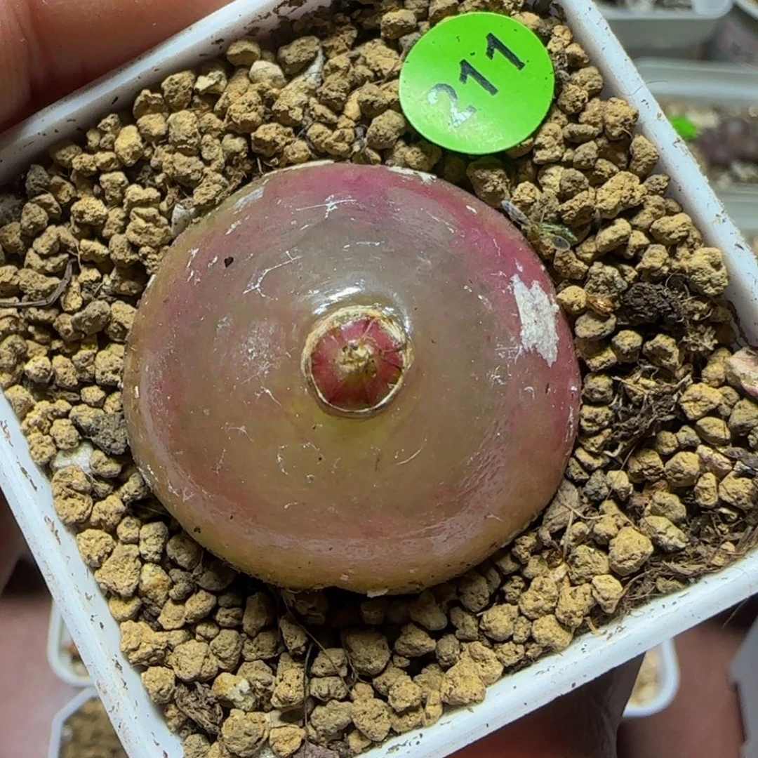 灯泡3+多肉植物211