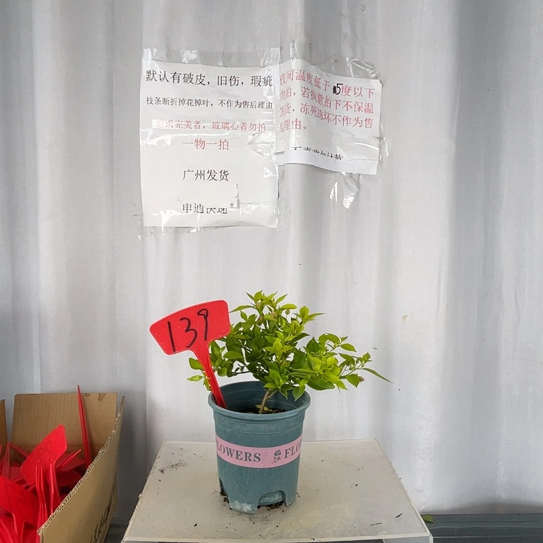 当前无花栽培后可以开花139粉红豹牙签苗