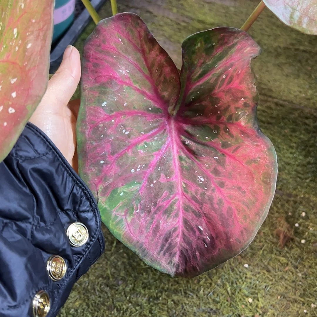 无花朵泰彩实生养定65
