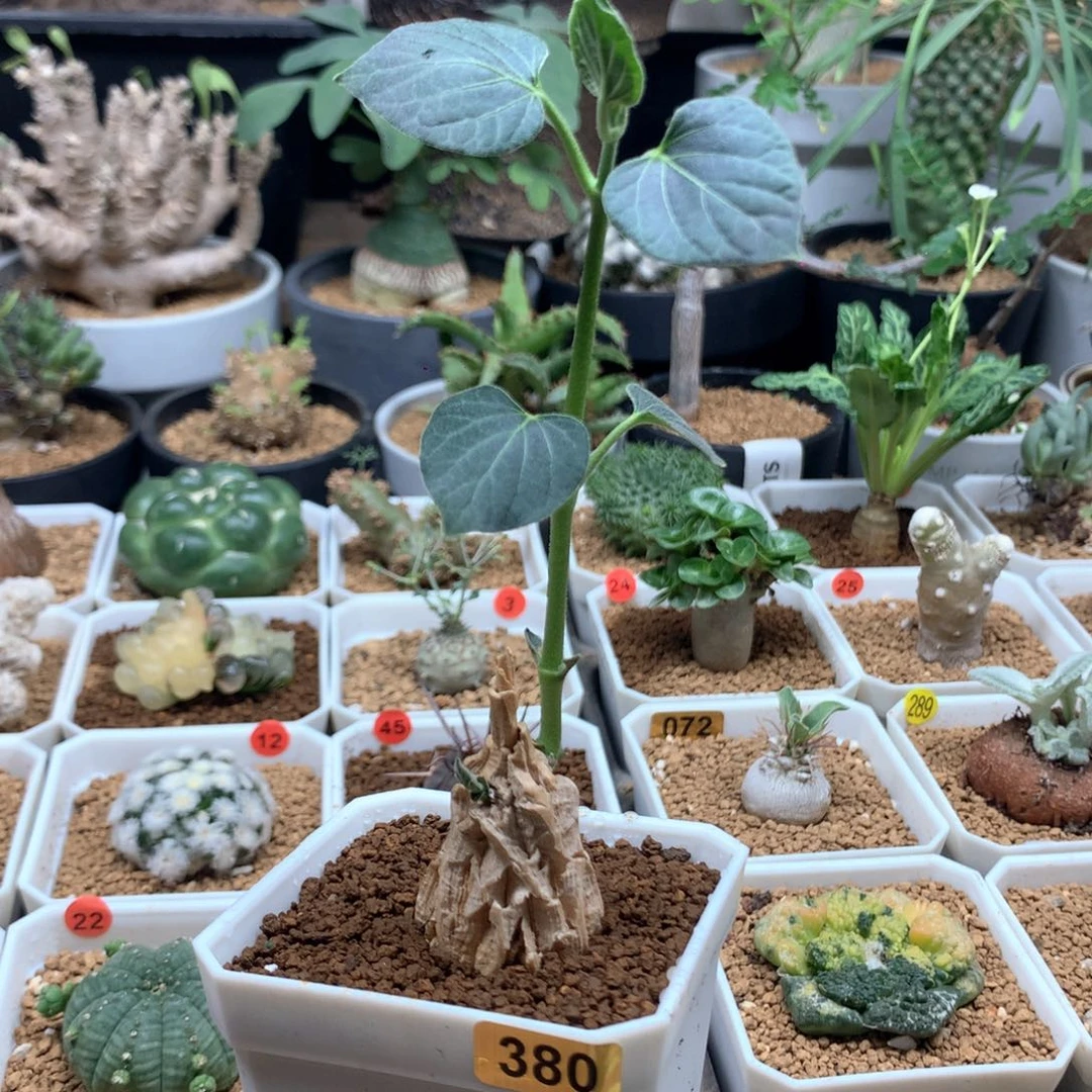 小龟甲萝藦带盆380