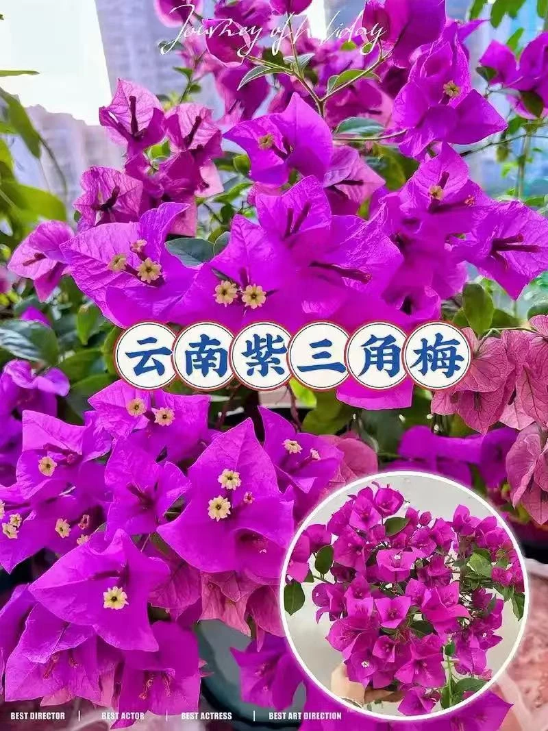 A云南紫三角梅原盆原土发货【运输有掉花掉叶 介意慎拍】