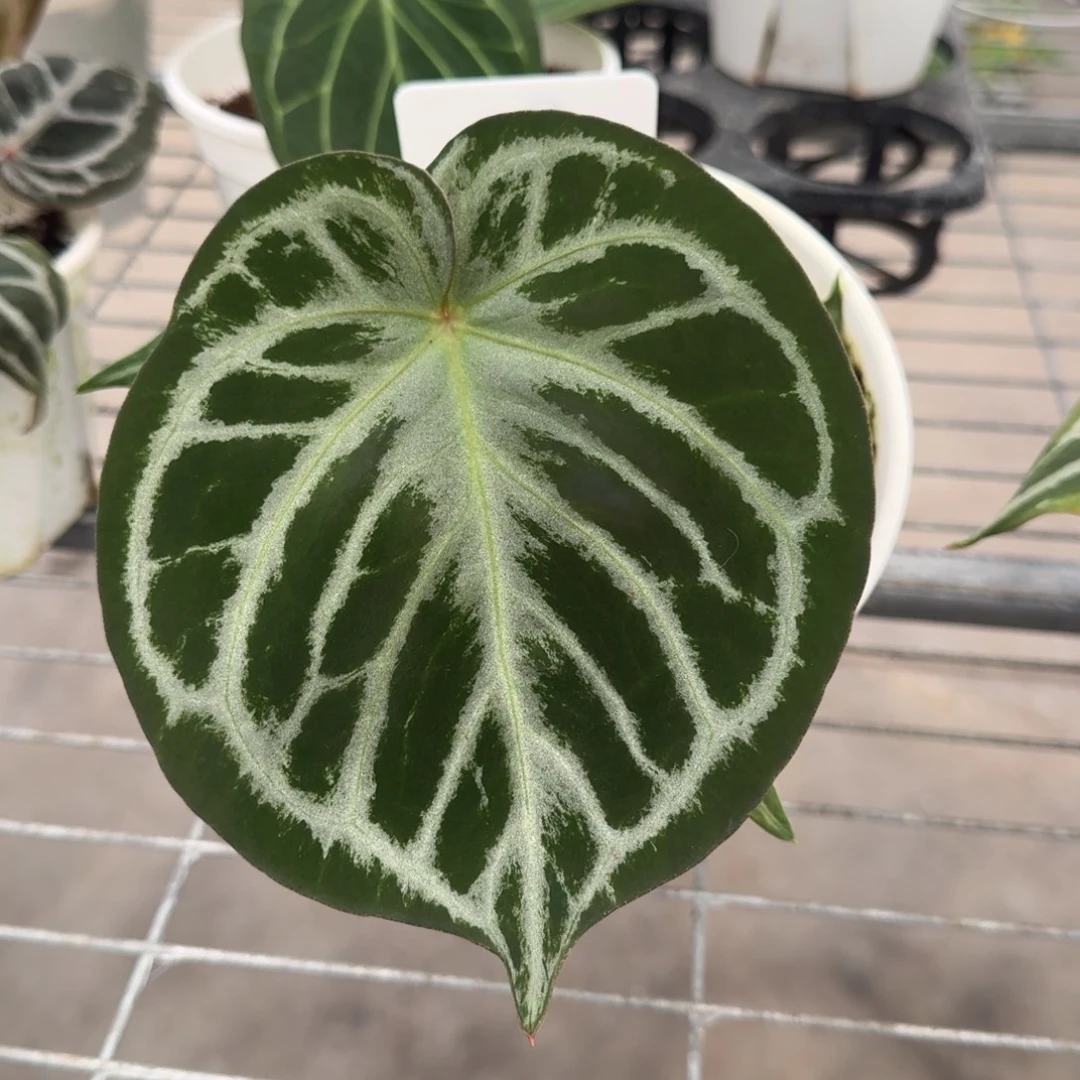 不开花植物银色面纱 × kos