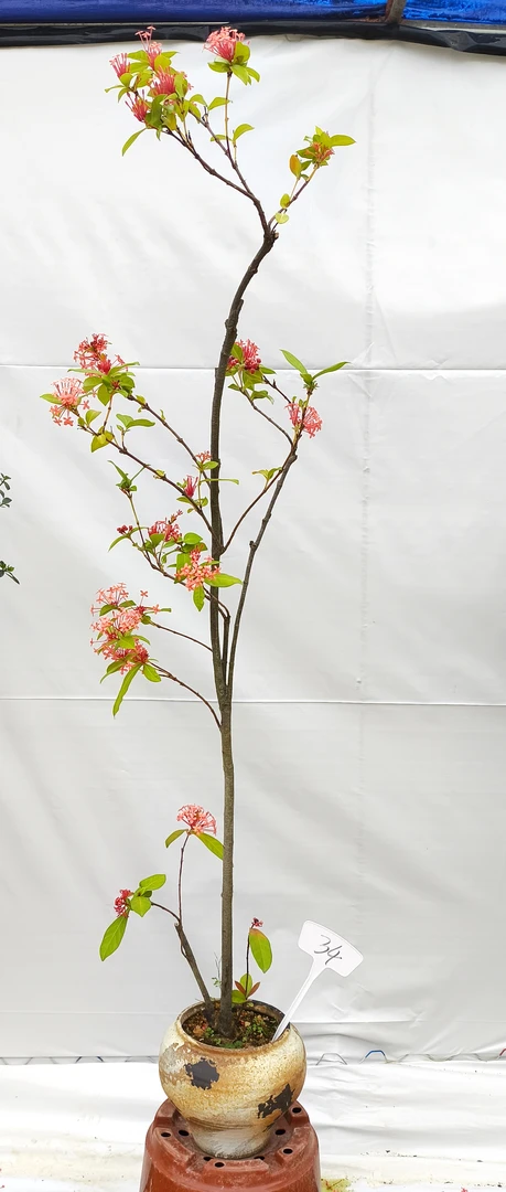 海岛龙船花-客厅装饰花卉盆景