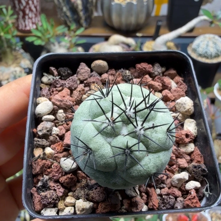 实生帝王丸678 仙人球