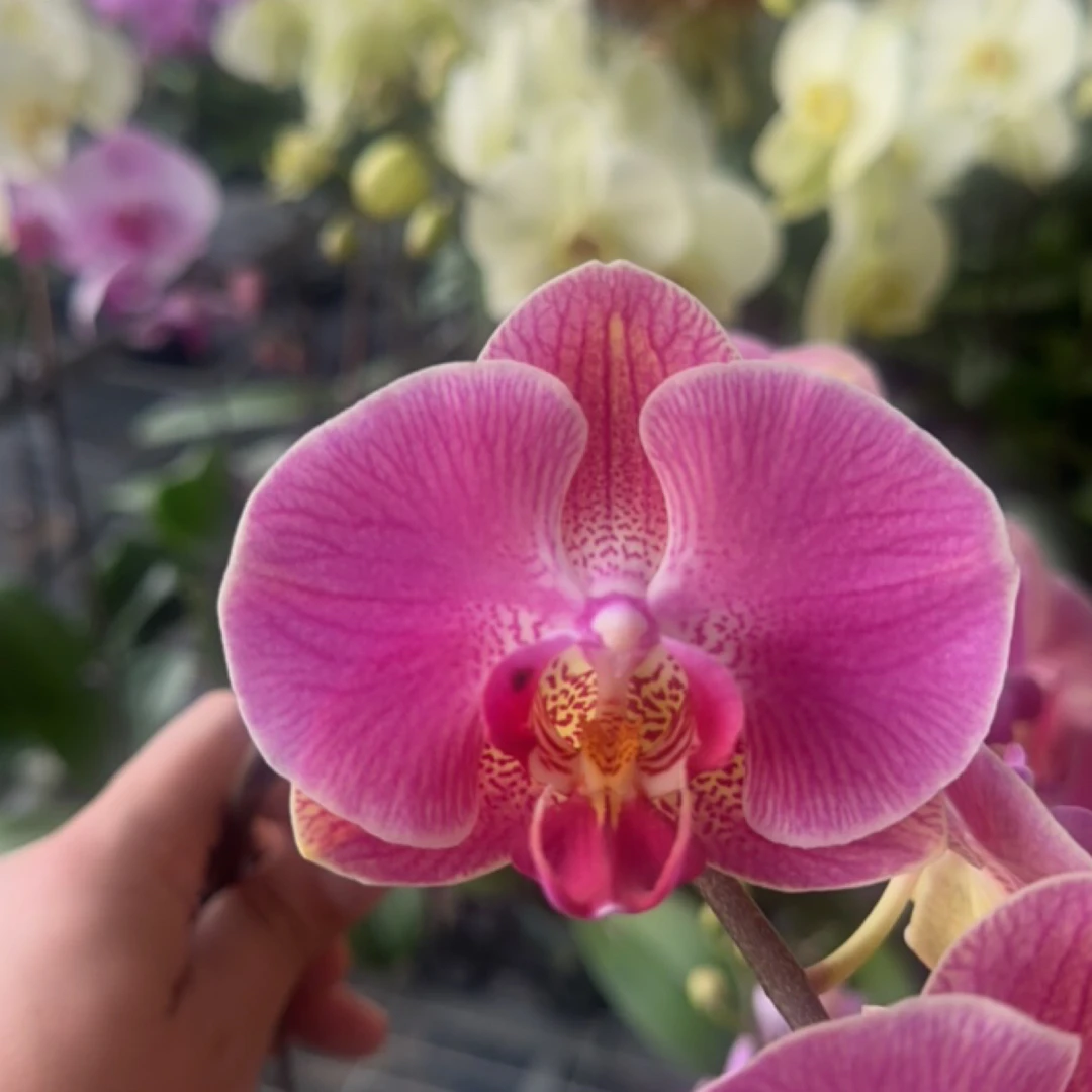 渟叙【福娃】3.0寸 带花全花