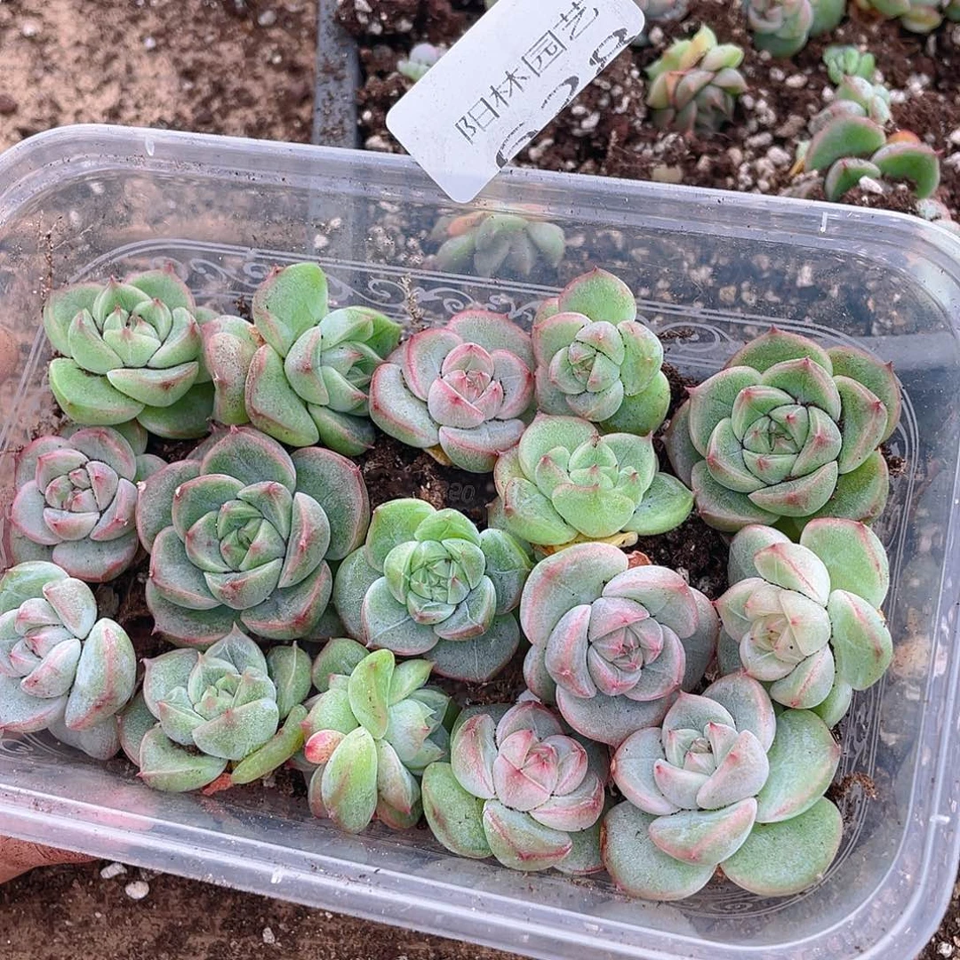 C***儿多肉植物多肉植物628