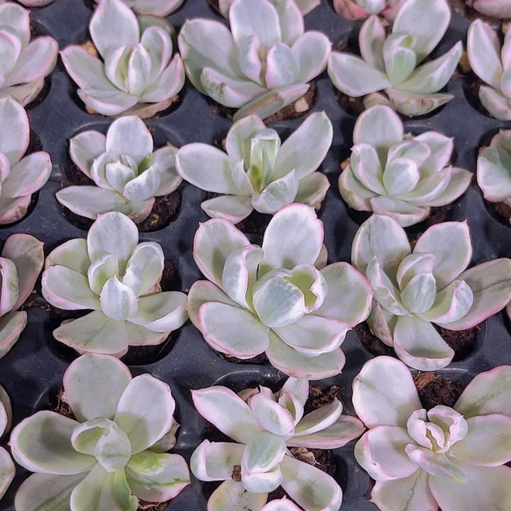 精品伯克利锦多肉植物