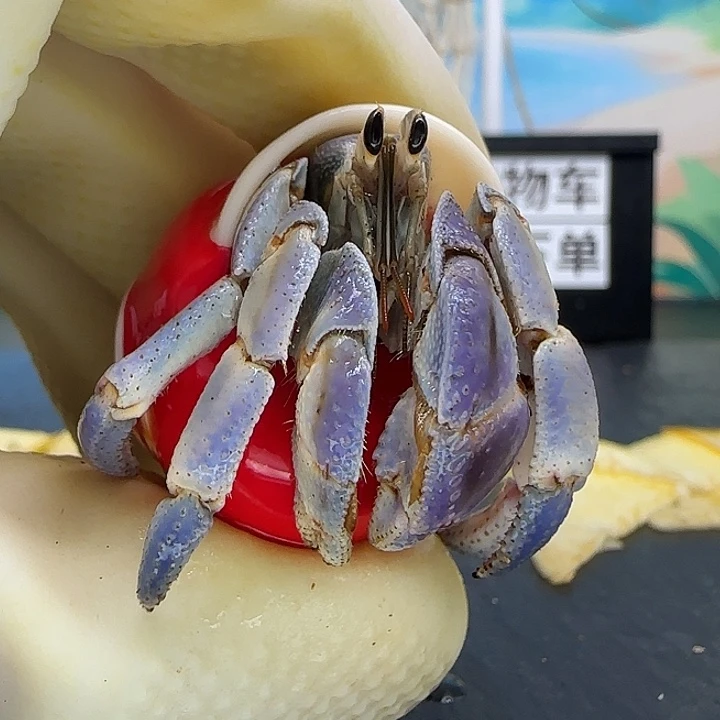 A36紫陆豆1.8cm口径