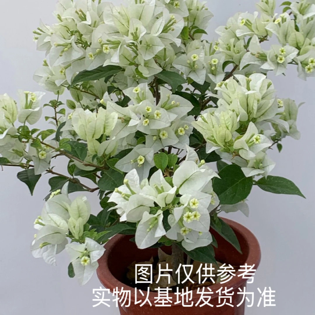 【白雪公主】三角梅阳台 庭院 盆栽