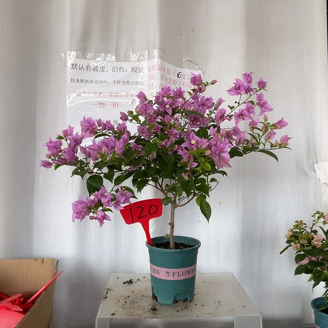 当前无花栽培后可以开花120巴西紫扦插苗