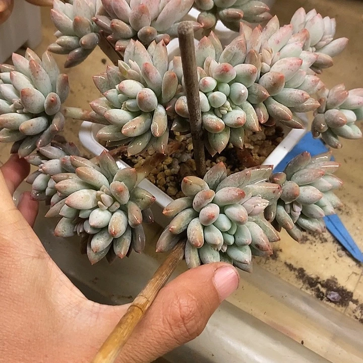 我***牛多肉植物一物一拍