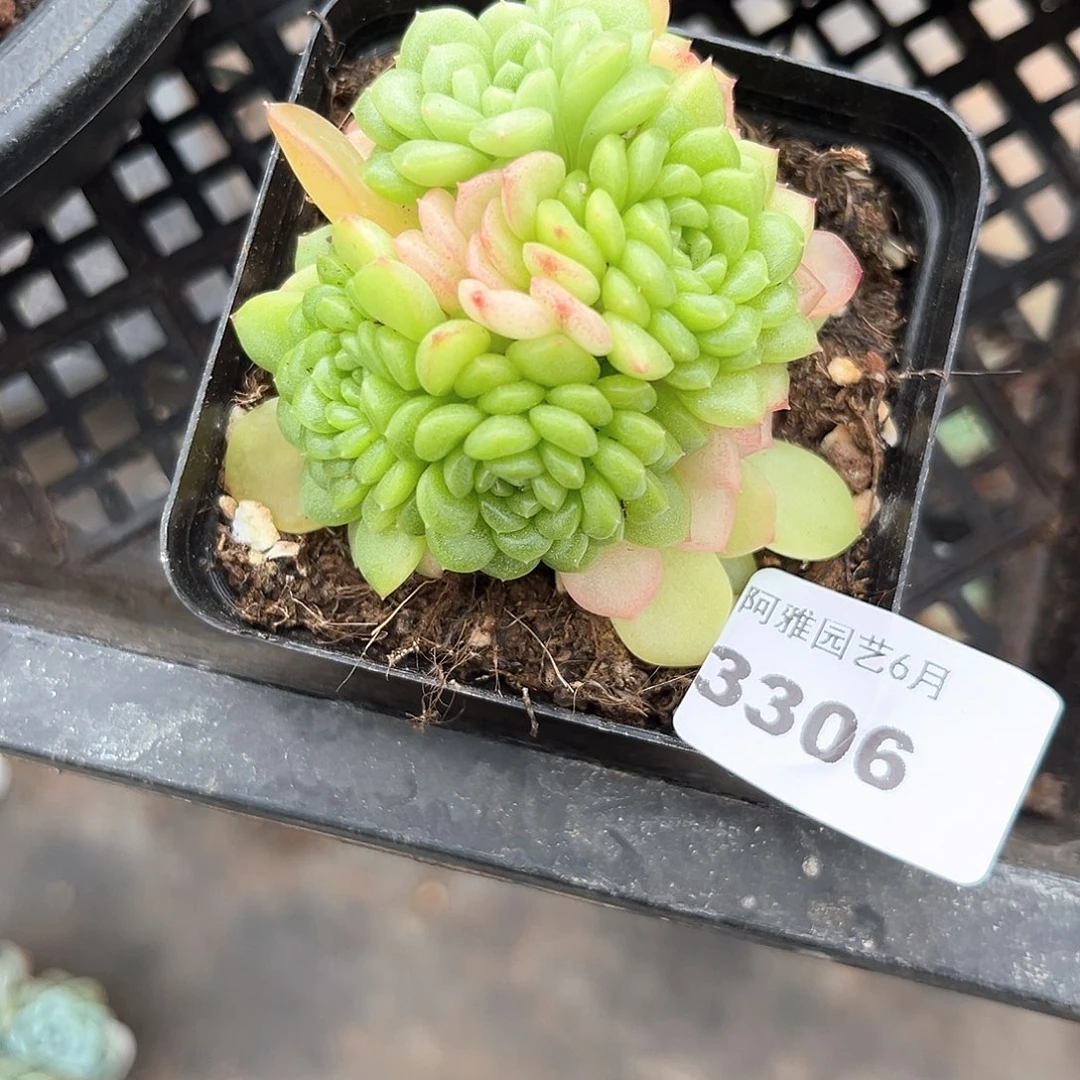 阿雅园艺。    3306珍珠珍妮