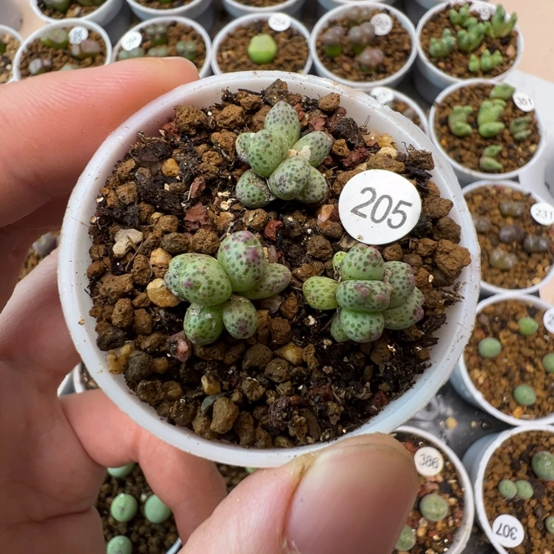 草莓斑马一颗脱土205000