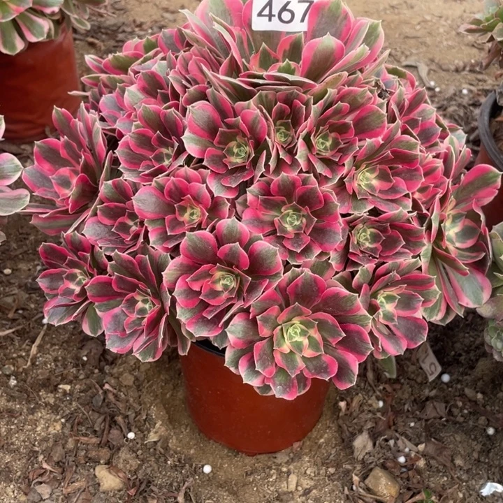 无花朵467对肉植物妖月