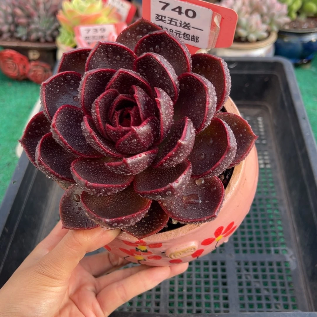 表妹精品多肉植物740.