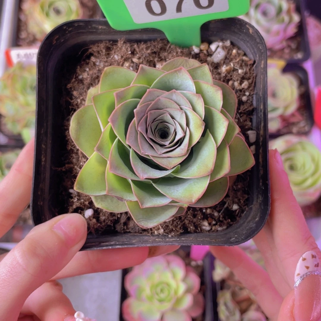 单品一物一拍070号山地玫瑰