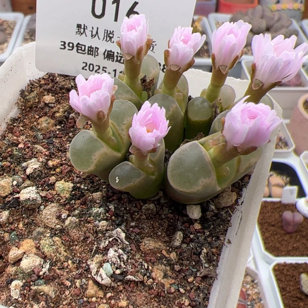 016号 风铃 多肉植物