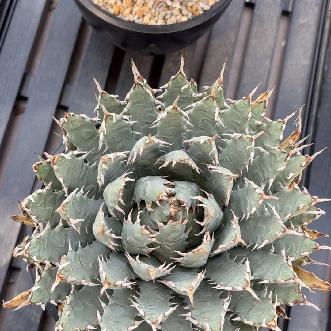 无花朵妖炎熟桩带盆 8折价 盆口20 宽叶短刺