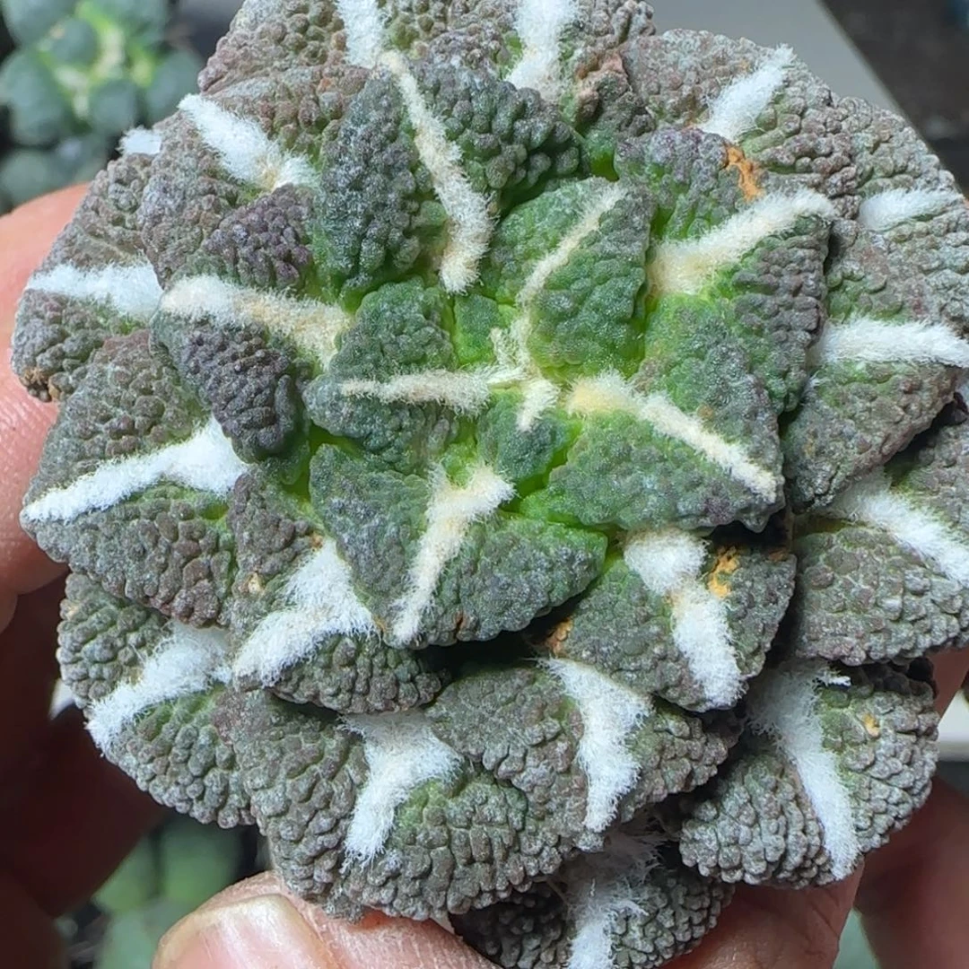 无花朵进口超级颗粒大尤黑8888