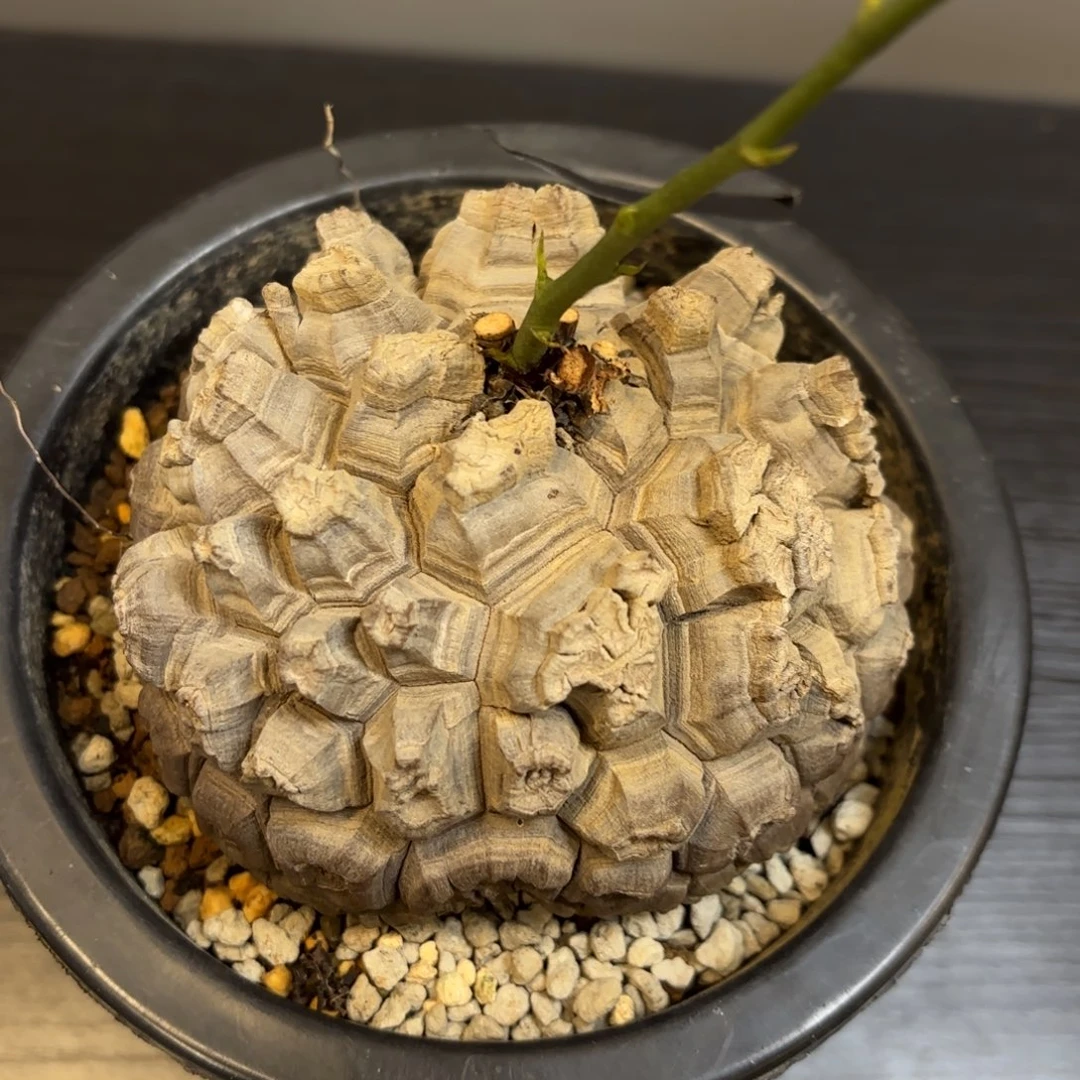 3号龟甲龙带盆包邮