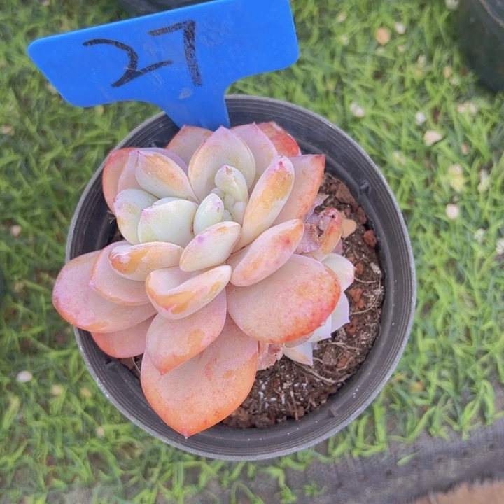 健健康康平平安安