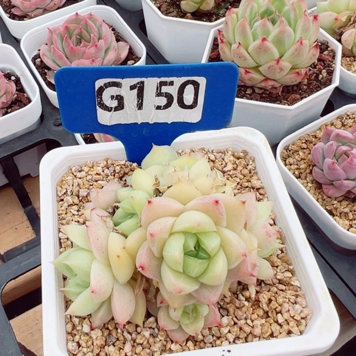 缄****?极品麦秆群7cm多肉植物