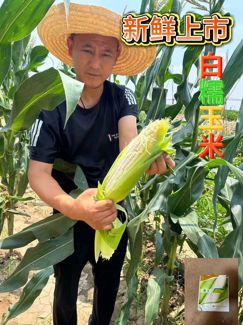 新鲜上市的白糯玉米