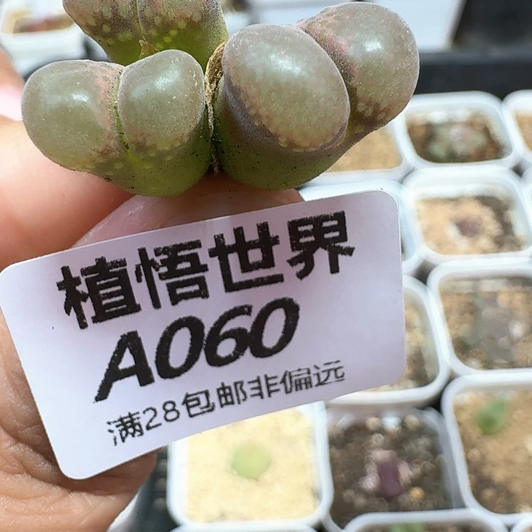 多肉植物的润泽额f
