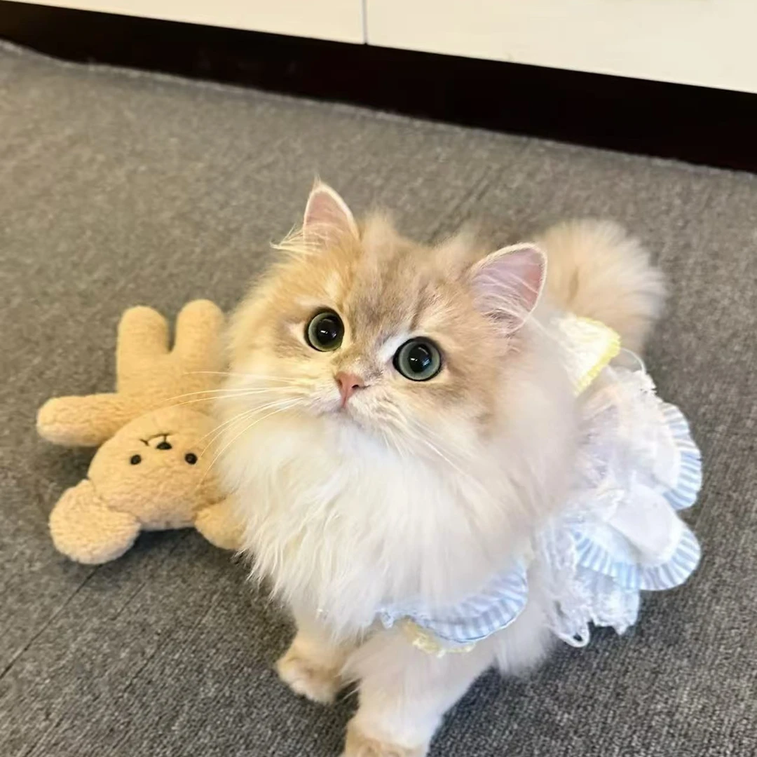 【萌宠猫舍】布偶缅因英短德文等多品种