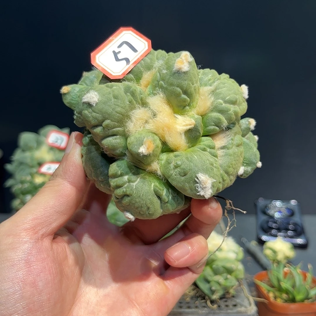 57号自根福利怒涛