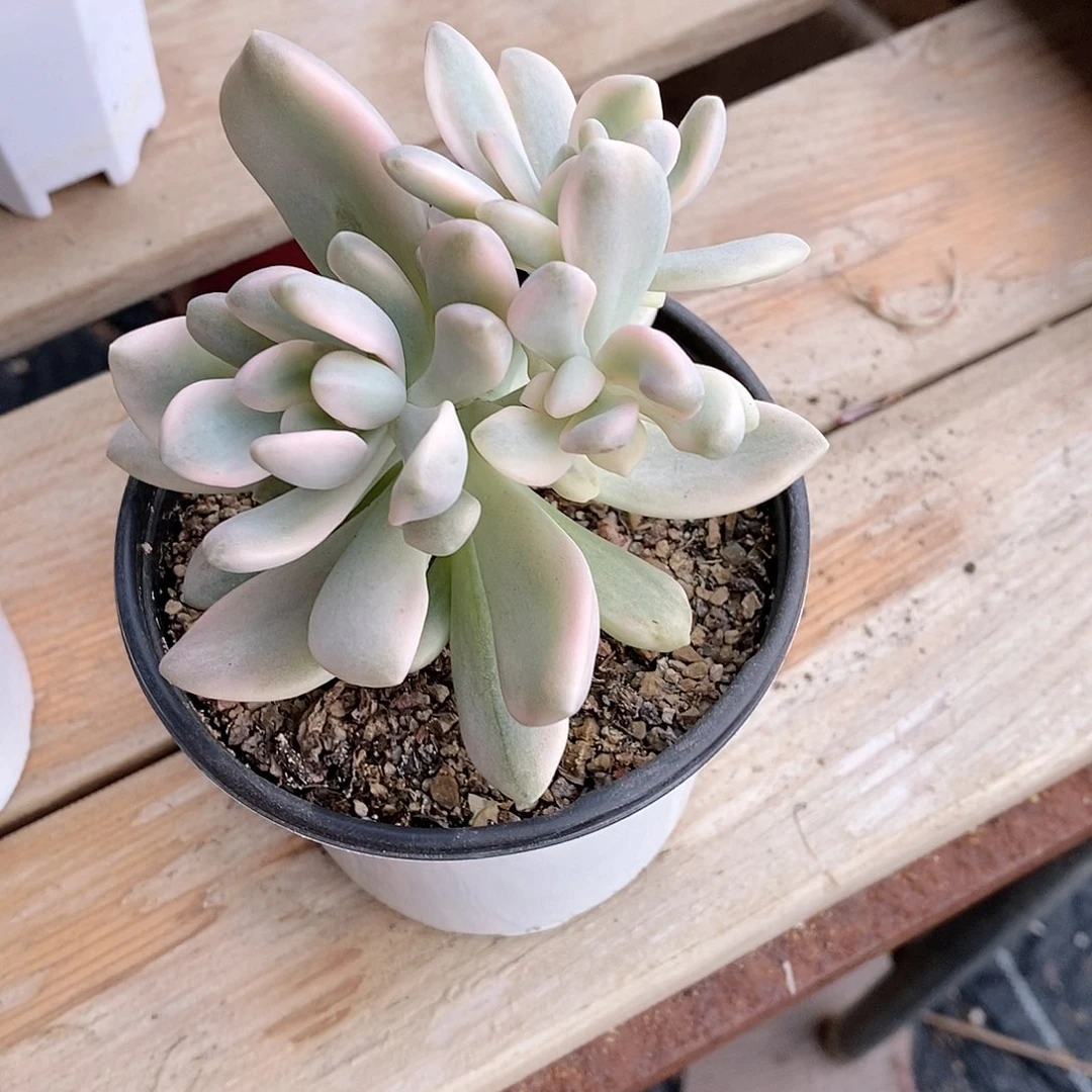 冬美人锦多肉植物老桩