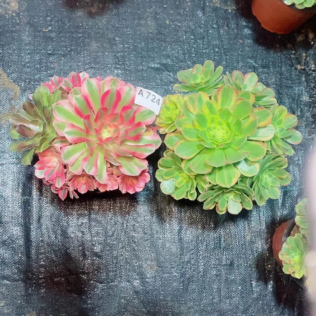 组合724多肉11111
