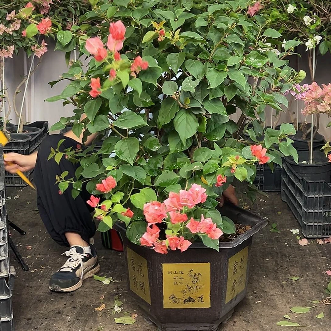 柿***意当前无花栽培后可以开花K7不甜
