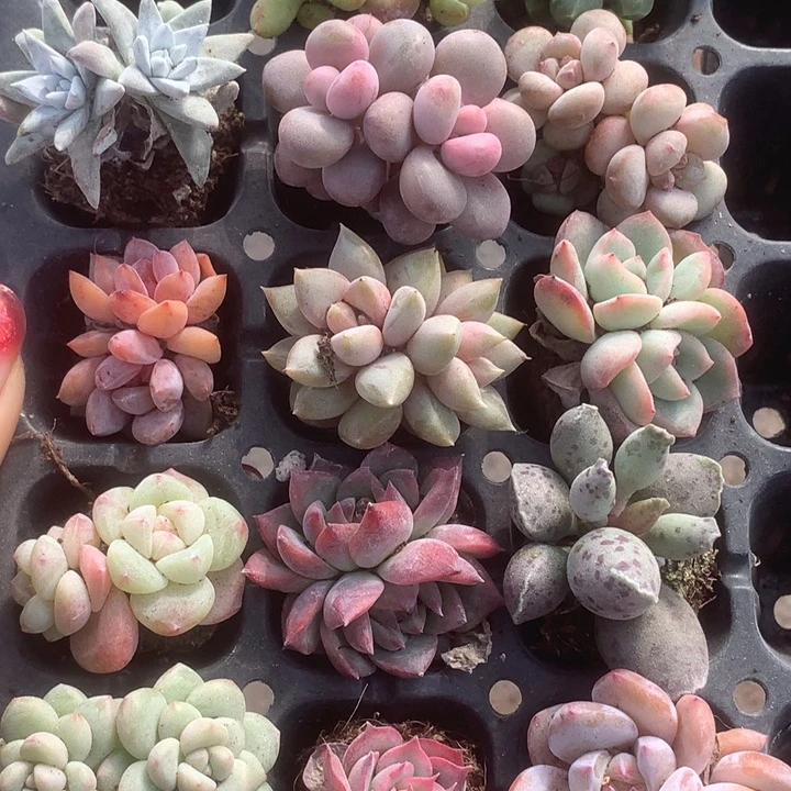 14颗  多肉。（满9.99包邮不满9.99发叶子）