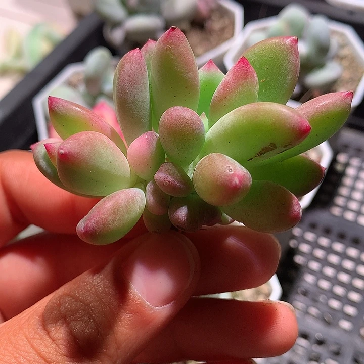 青星美人锦锦有根双头