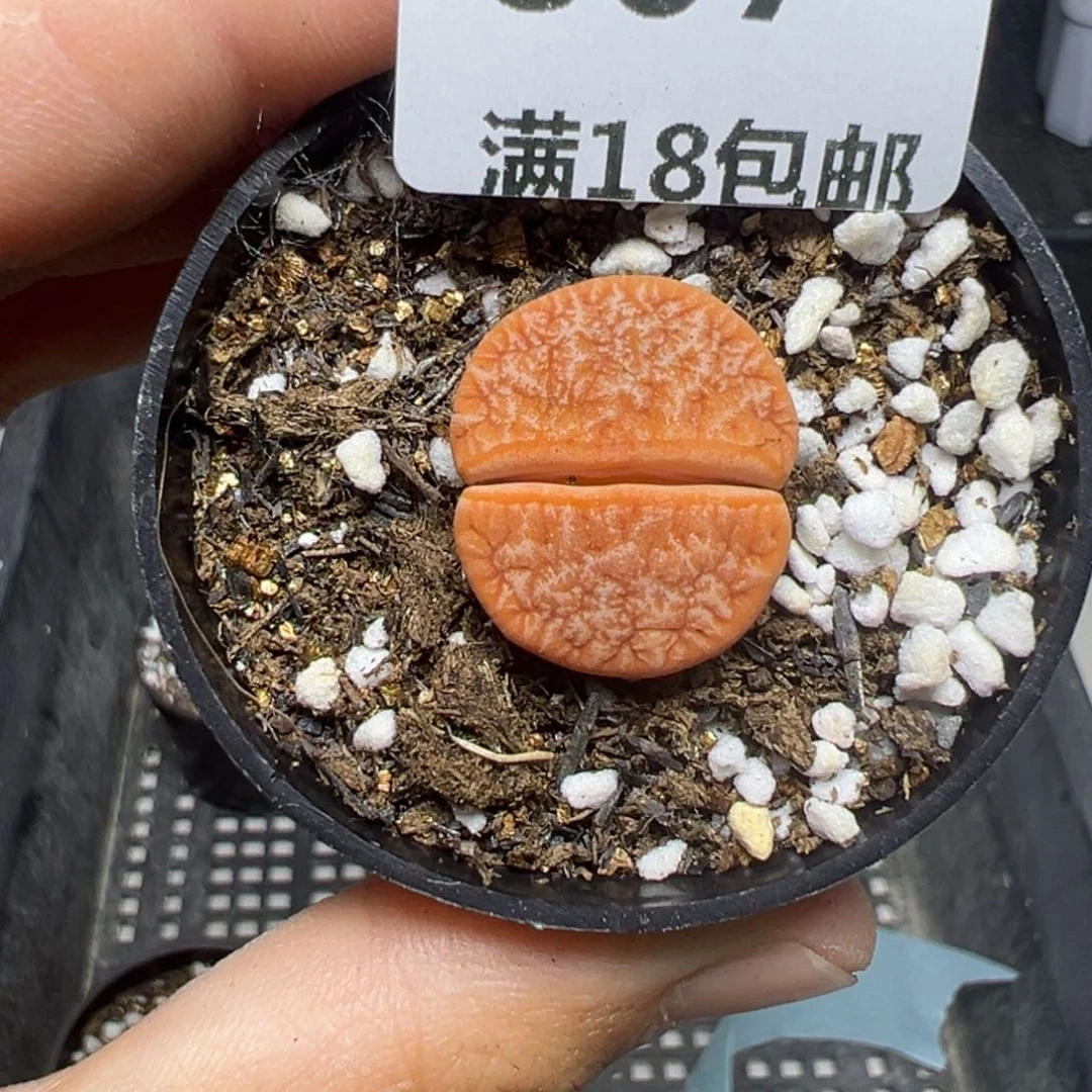【闪购商品】867……