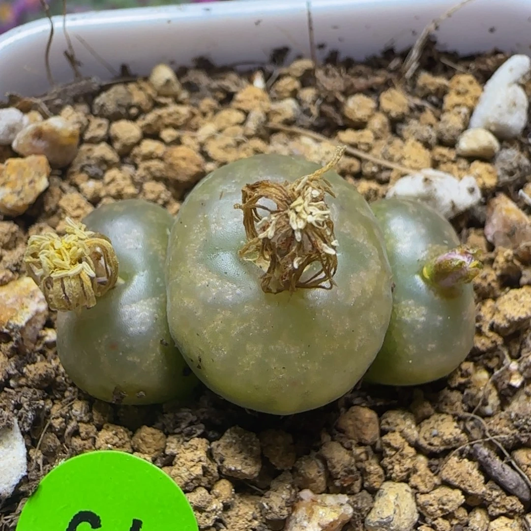 拉登杂多肉植物79