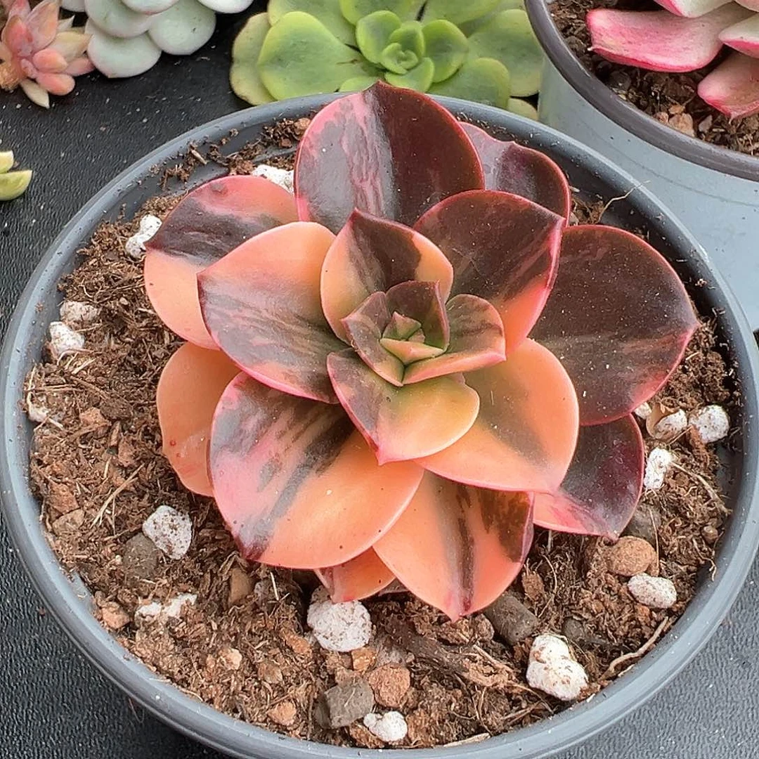 巧克力方砖锦头盖