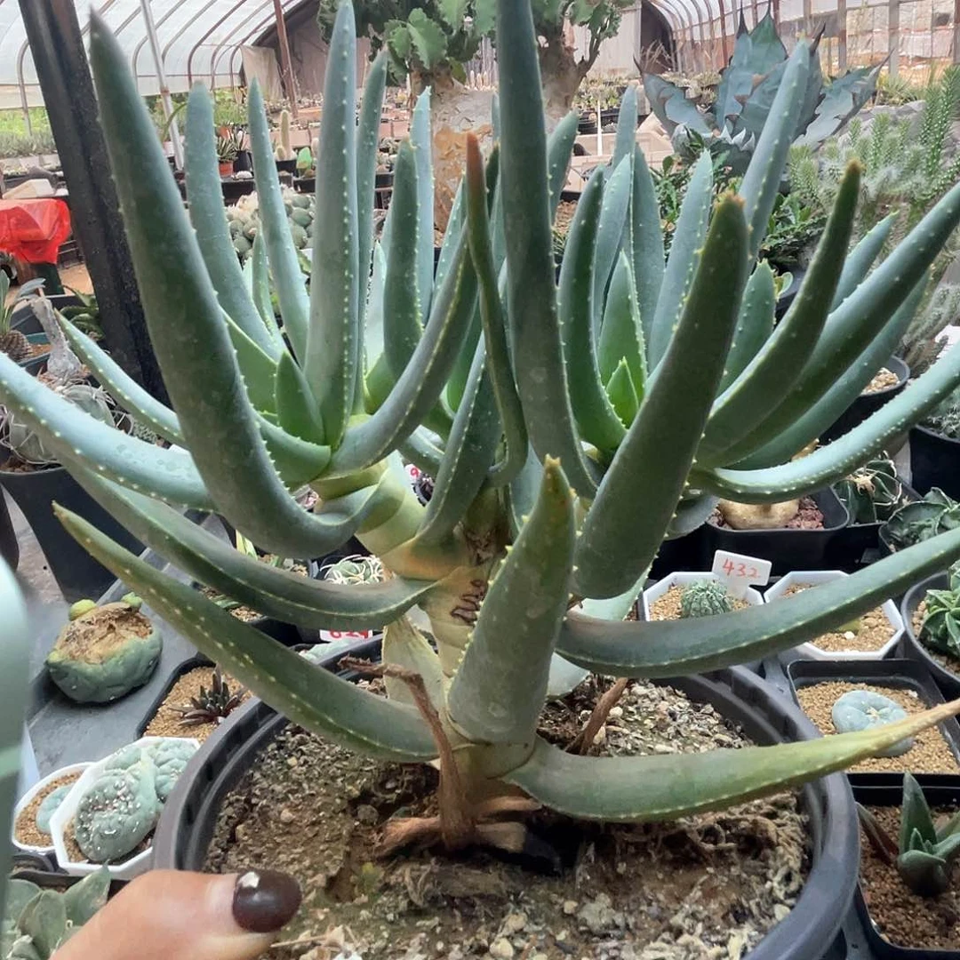 老桩二枝芦荟仙人球，