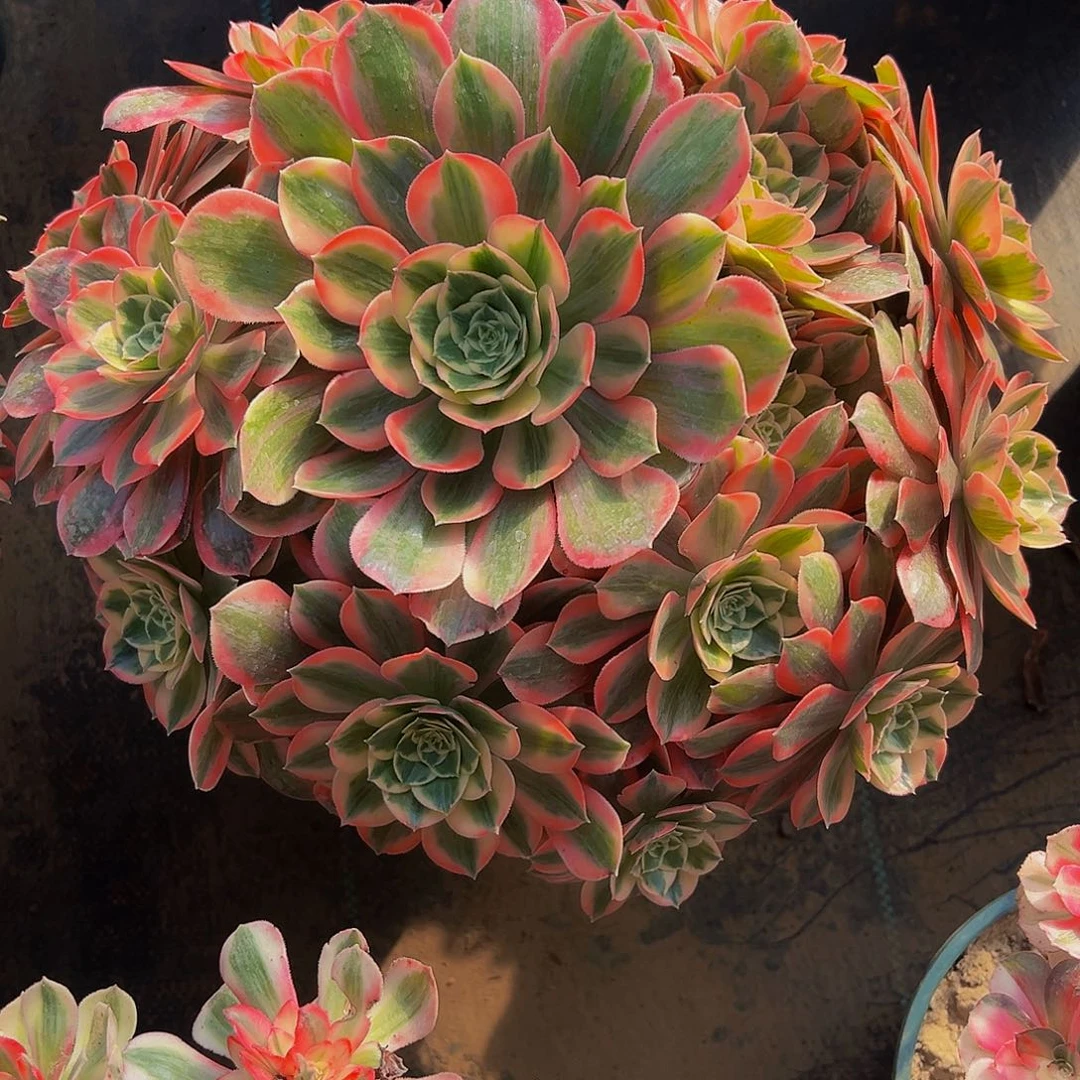 老庄妖月法师68.8