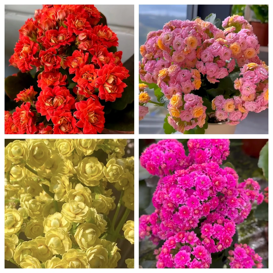[3棵一组】长寿花颜色随机花后苗 修剪后二次开花