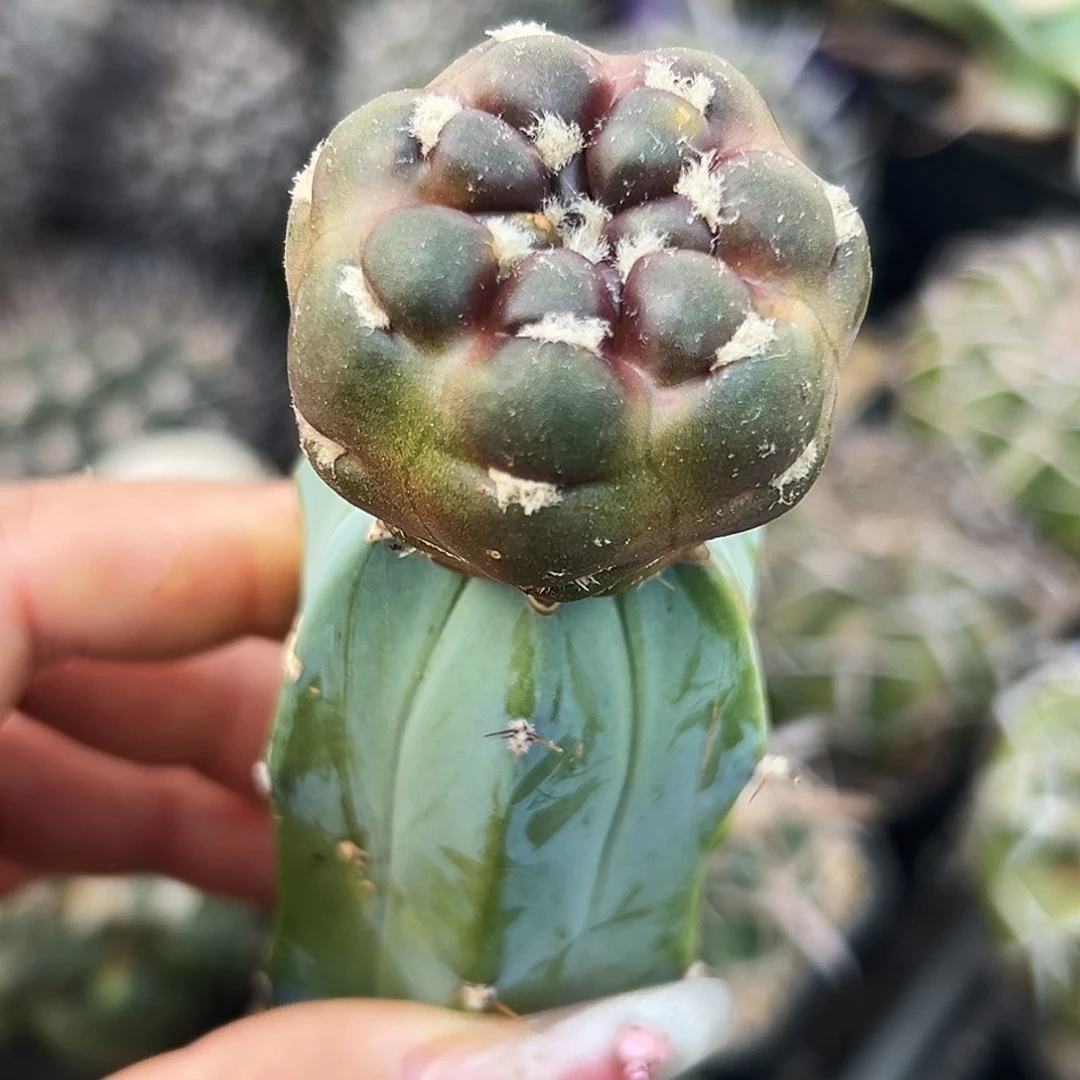 惠毛丸仙人球66666666