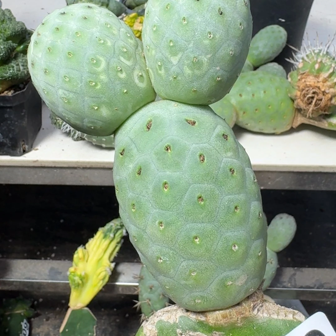 【闪购商品】无花朵福利进口大型绿皮陨石了坑659