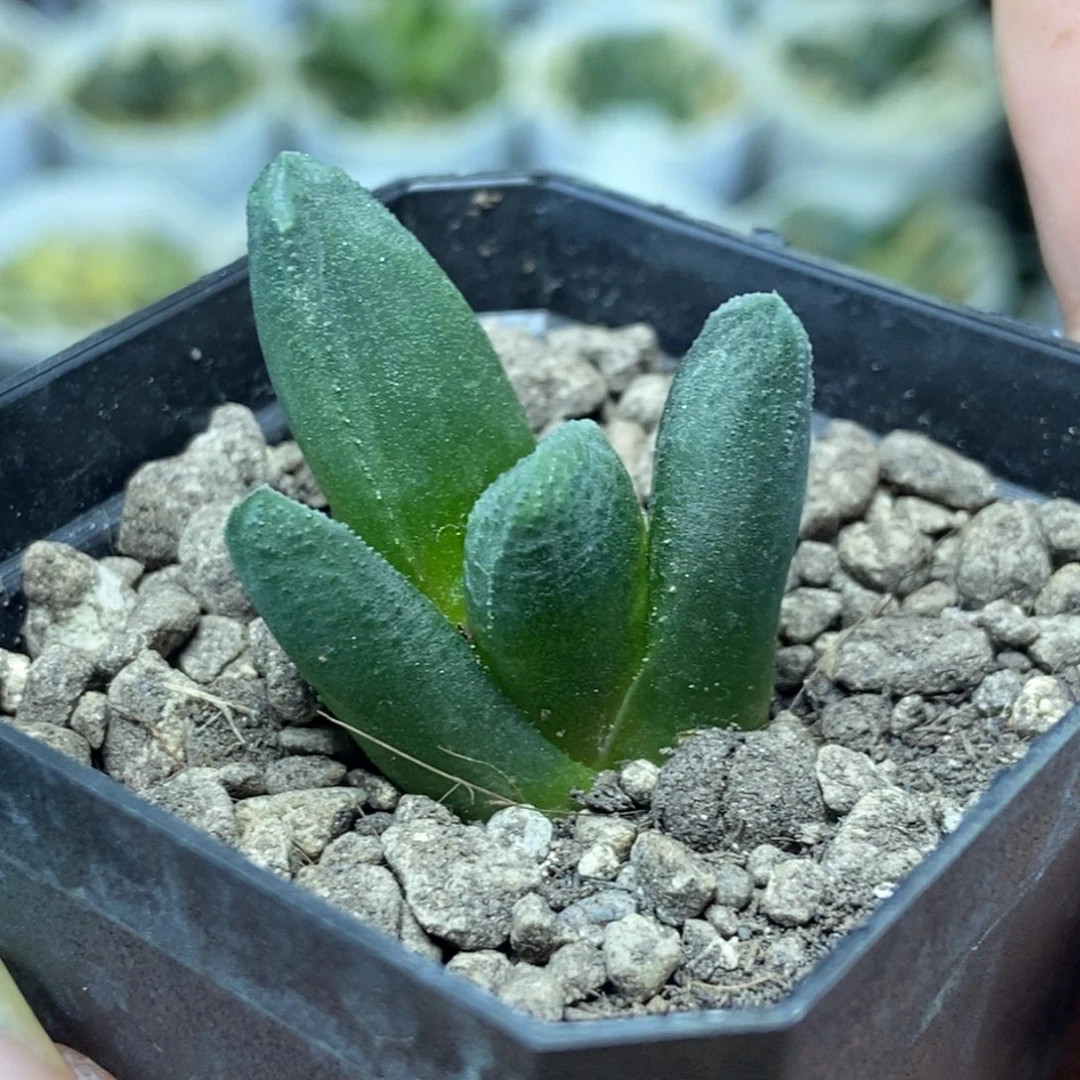 黑王万象一物一拍