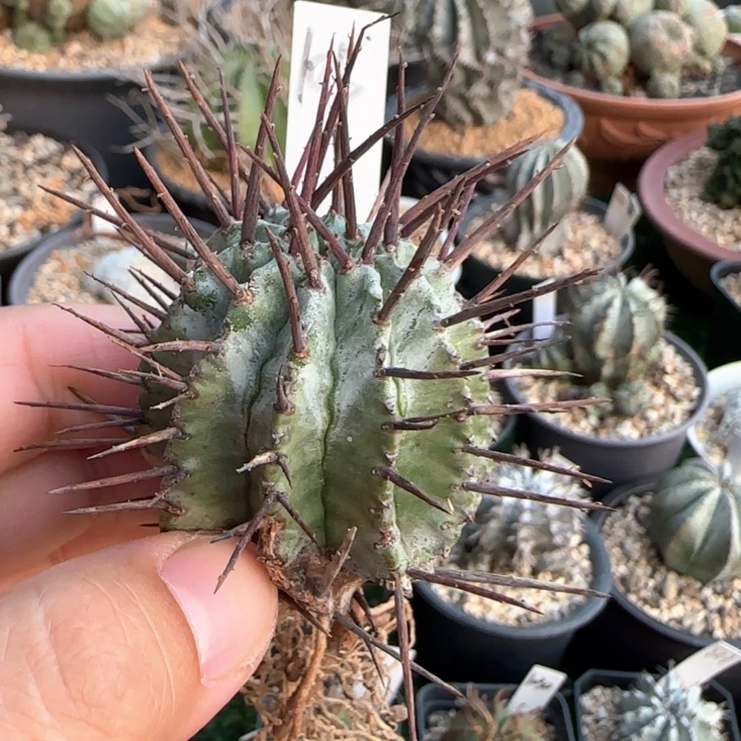 105狂刺大型白衣魁伟玉