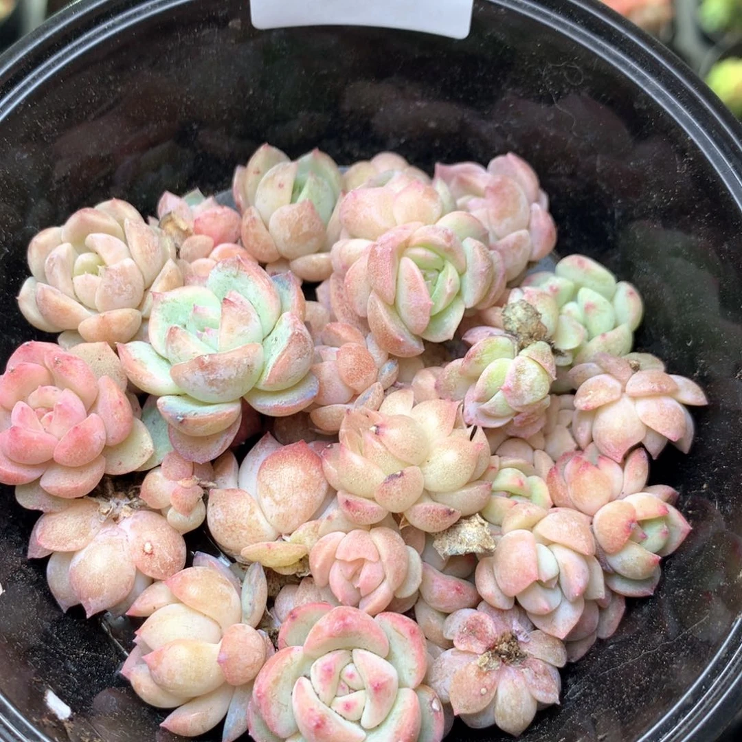 R176 珍妮糖心巫拉拉混合组合
