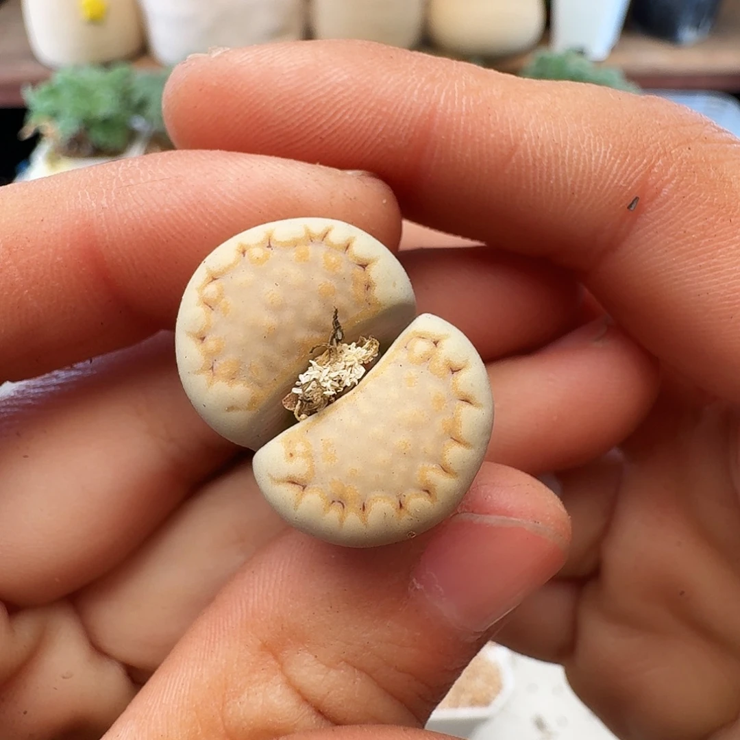 多肉植物福利肉锥374